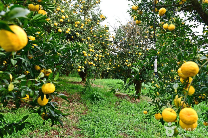 고흥_유자공원_1_공공3유형.jpg