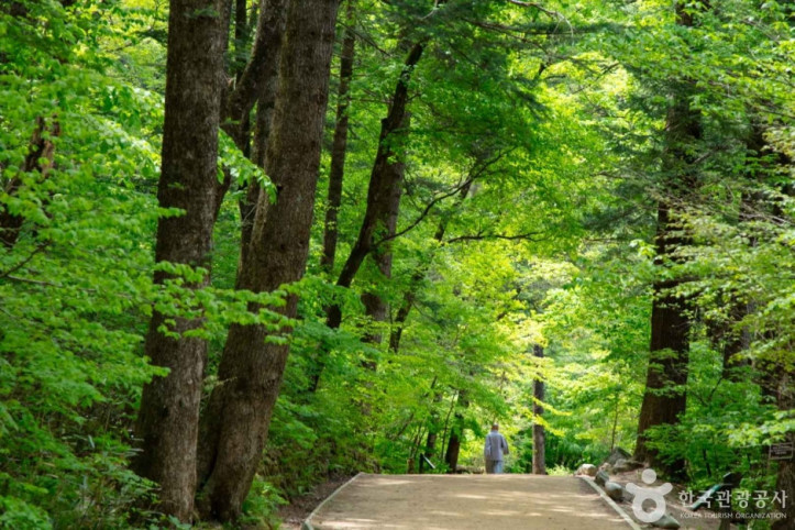 월정사·월정사_전나무숲_8_공공3유형.jpg