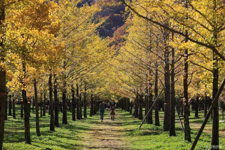 홍천_은행나무숲_3_공공3유형.jpg