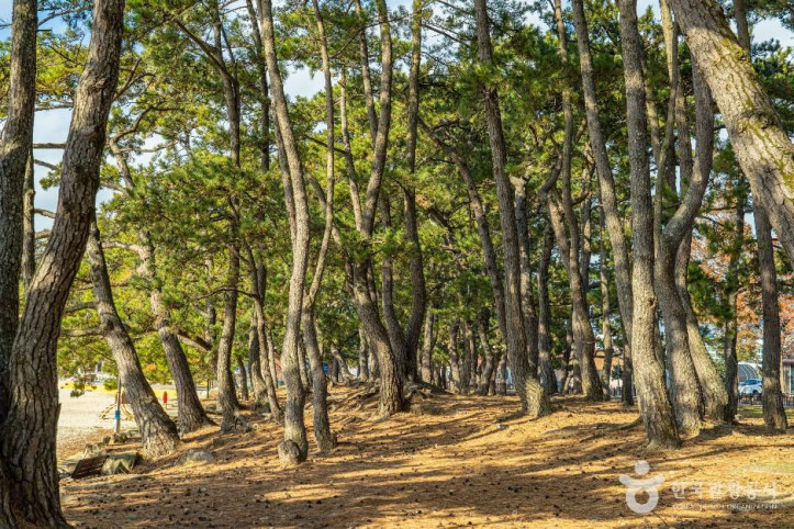 땅끝송호해수욕장_7_공공1유형.jpg