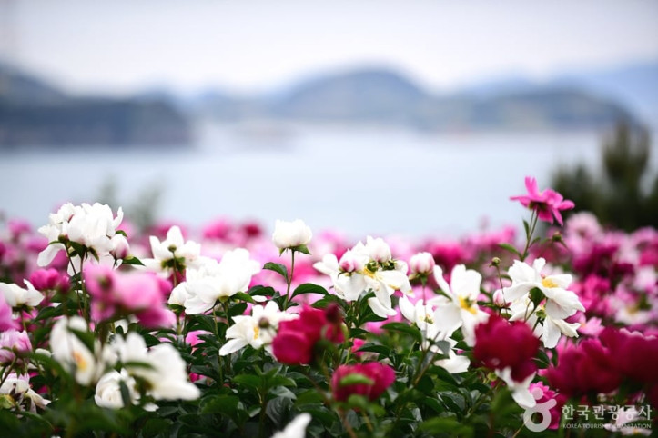 고흥_작약_꽃밭_1_공공3유형.jpg
