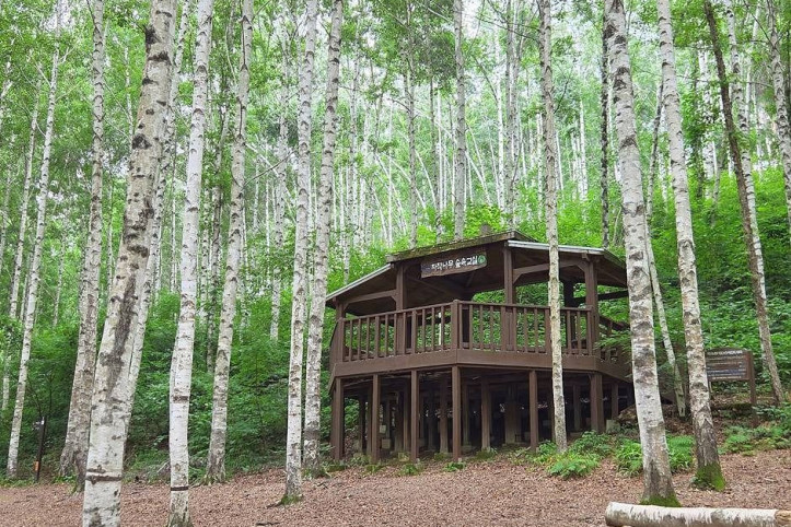 원대리_자작나무_숲_(속삭이는_자작나무_숲)_4_공공1유형.jpg