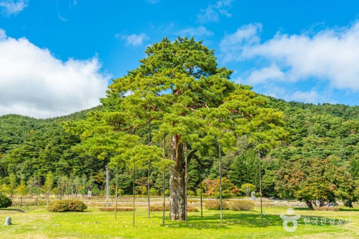보은_속리_정이품송_4_공공1유형.jpg