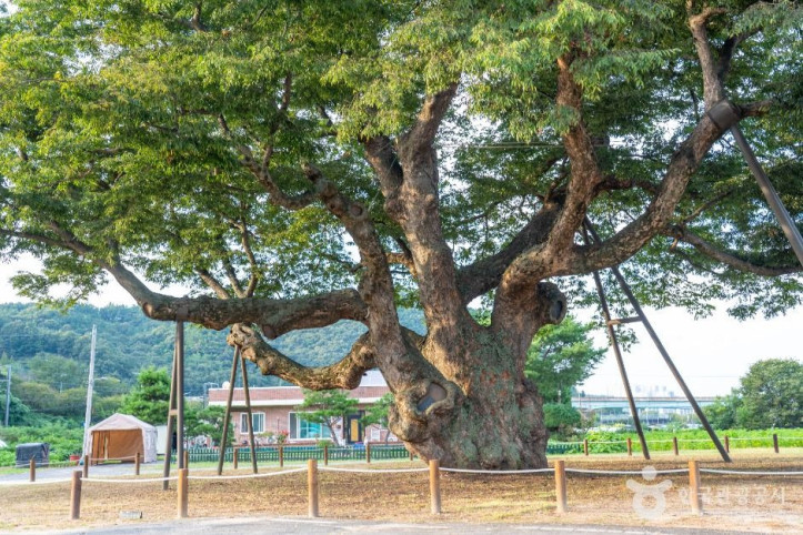 대전_괴곡동_느티나무_3_공공1유형.jpg