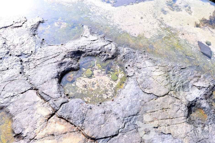 여수_낭도리_공룡발자국화석_산지_1_공공3유형.jpg