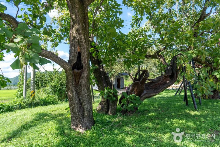 청송_홍원리_개오동나무_5_공공1유형.jpg
