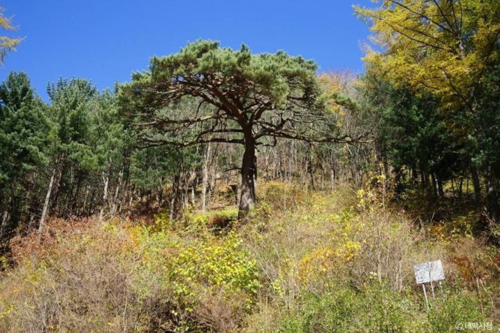 사내골소나무_2_공공3유형.jpg