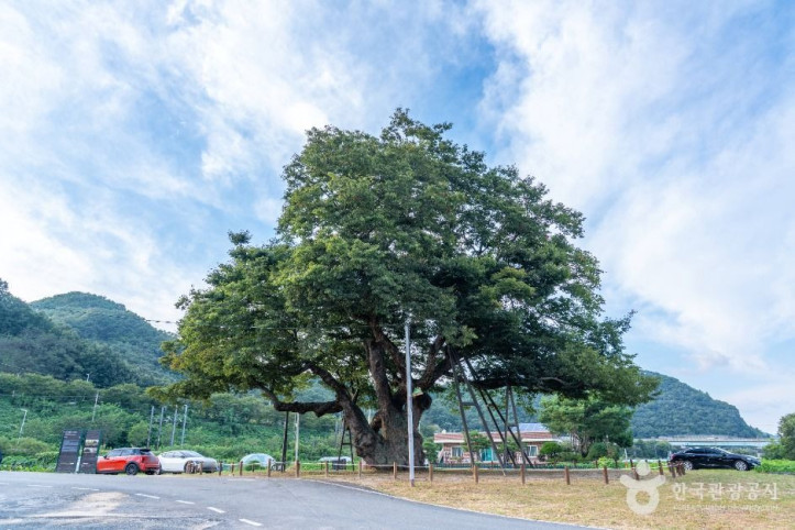 대전_괴곡동_느티나무_2_공공1유형.jpg
