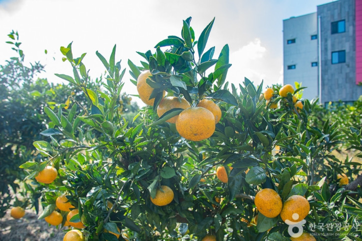 제주향농원_1_공공3유형.jpg