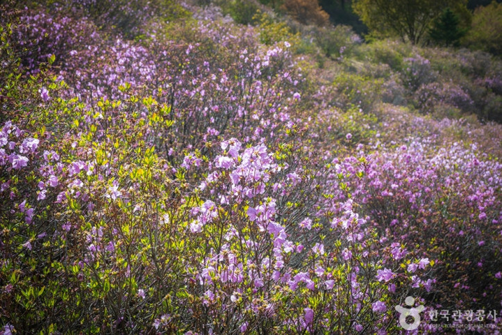 진달래동산_5_공공3유형.jpg
