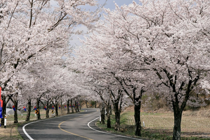 장곡사벚꽃길_1_공공3유형.jpg