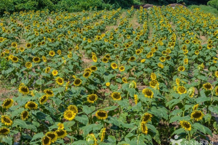 김경숙해바라기농장_5_공공1유형.jpg