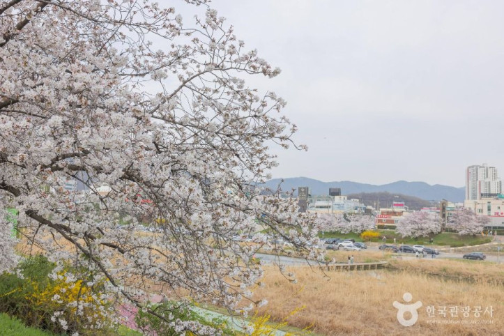 무심천_벚꽃_거리_2_공공1유형.jpg