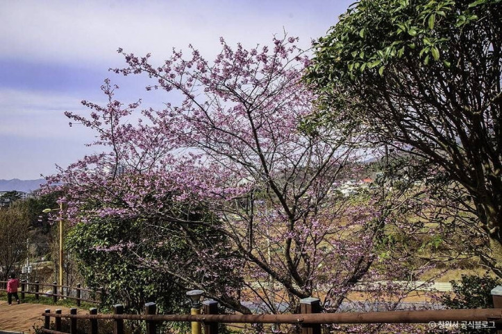 진해_벚꽃공원_1_공공3유형.jpg