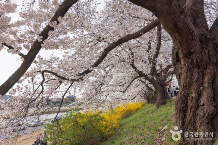 무심천_벚꽃_거리_4_공공1유형.jpg