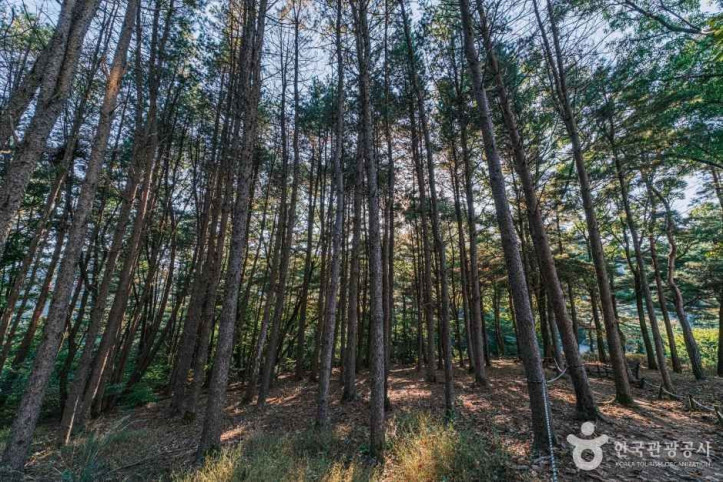 좌구산_자연휴양림_3_공공1유형.jpg