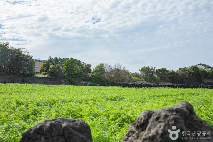 감수굴_밭담길_1_공공3유형.jpg