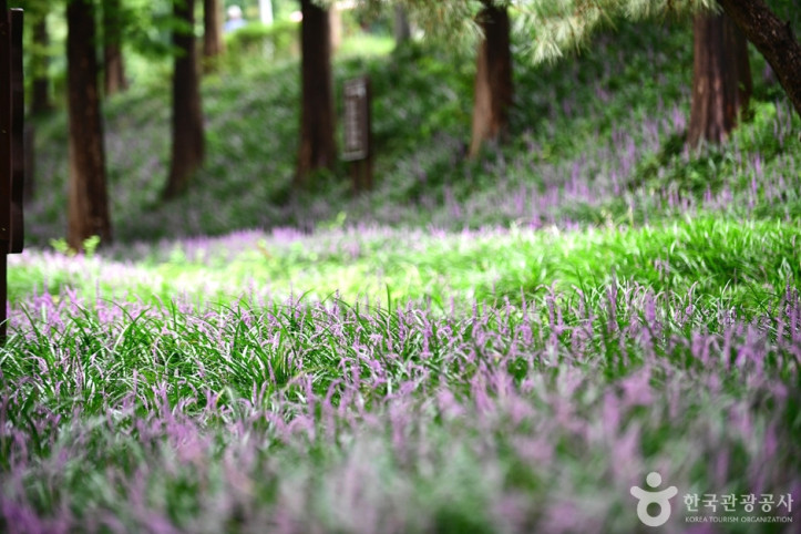 맥문동숲길_5_공공3유형.jpg