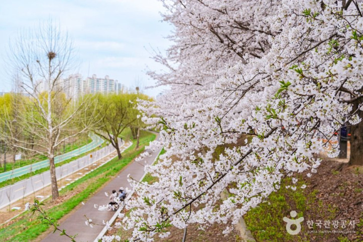 안양천제방벚꽃길_6_공공1유형.jpg