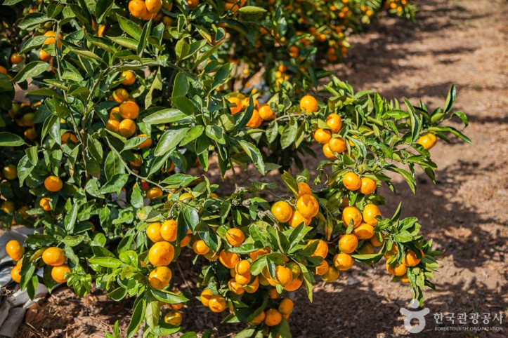 맛동산_감귤체험농장_6_공공3유형.jpg