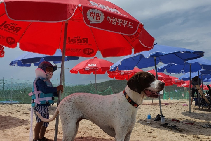 애견전용해수욕장_멍비치_10_공공3유형.jpg