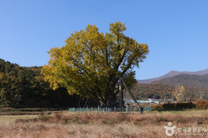 울주_구량리_은행나무_6_공공3유형.jpg