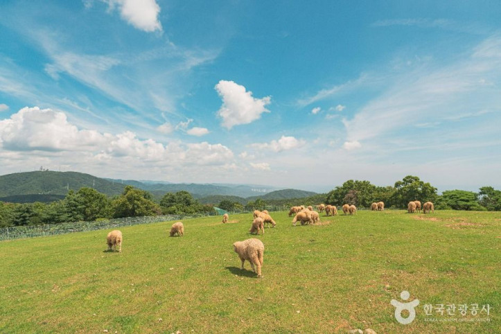 울산양떼목장_6_공공1유형.jpg