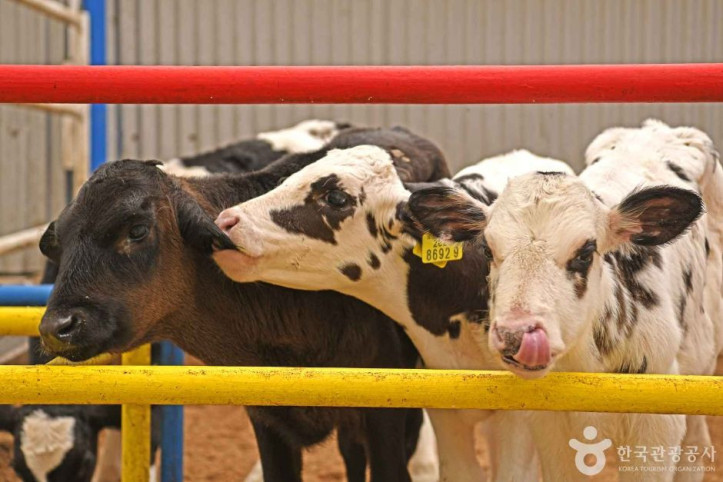 진주목장_낙농체험_2_공공3유형.JPG