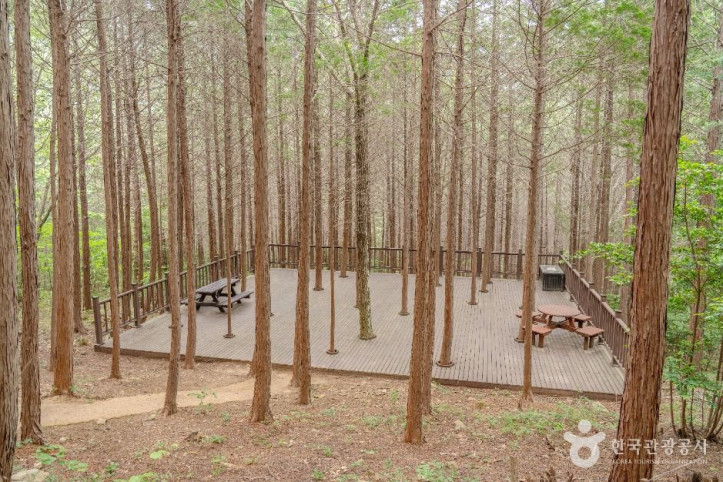 팔영산_편백_치유의_숲_3_공공1유형.jpg