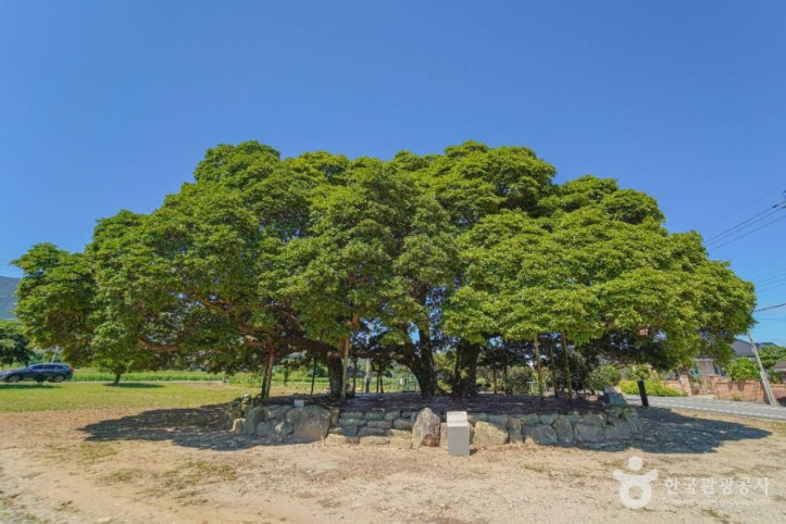 장흥_삼산리_후박나무_3_공공1유형.jpg