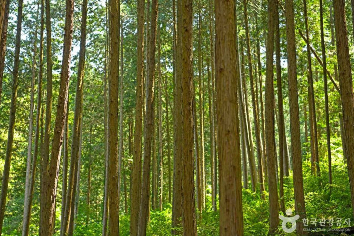 완주상관편백숲_7_공공3유형.JPG