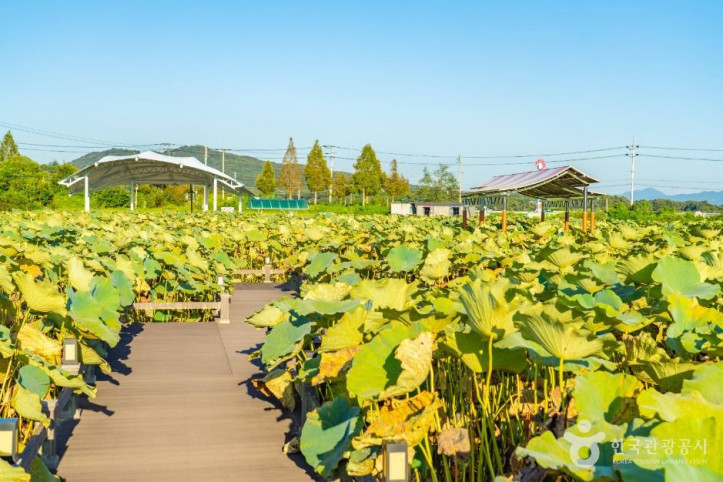 성호호수연꽃단지_2_공공1유형.jpg