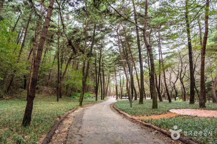 국립_희리산해송자연휴양림_1_공공1유형.jpg