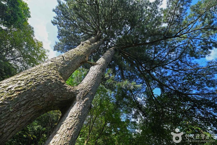 잣나무_연리지_3_공공3유형.JPG