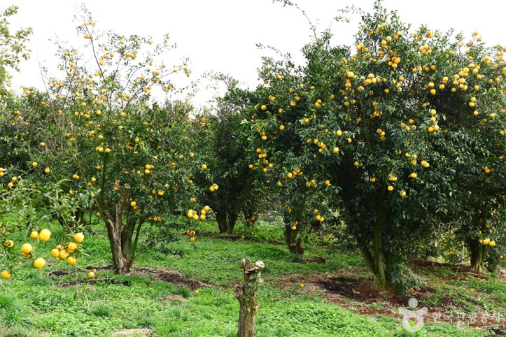 고흥_유자공원_4_공공3유형.jpg