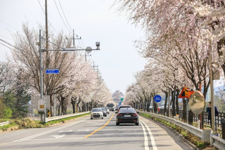 북한강로_벚꽃길_1_공공3유형.jpg