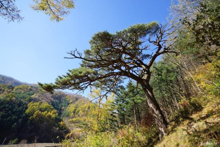 사내골소나무_3_공공3유형.jpg