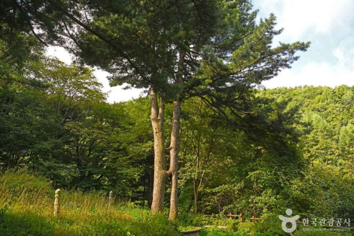 잣나무_연리지_1_공공3유형.JPG