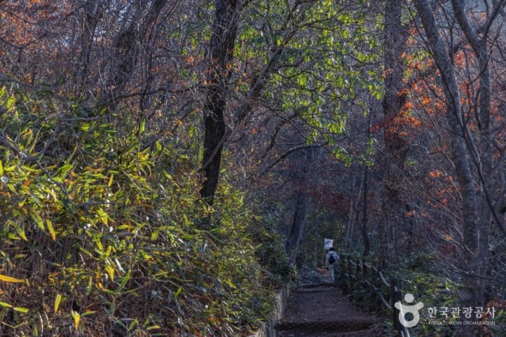 내장산_굴거리나무군락_6_공공1유형.jpg