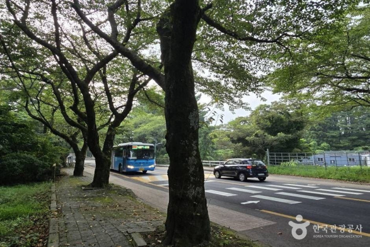 제주대_벚꽃길_7_공공3유형.jpg