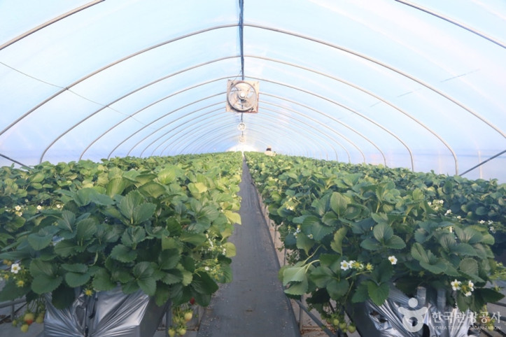 한사랑딸기체험농장_6_공공3유형.JPG