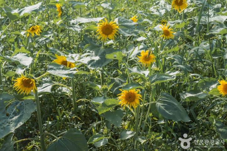 해바라기올래정원_5_공공3유형.jpg