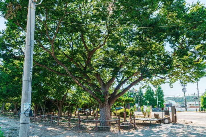 무안_청천리_팽나무와_개서어나무_숲_1_공공1유형.jpg