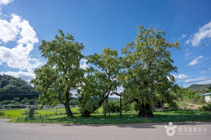 청송_홍원리_개오동나무_1_공공1유형.jpg
