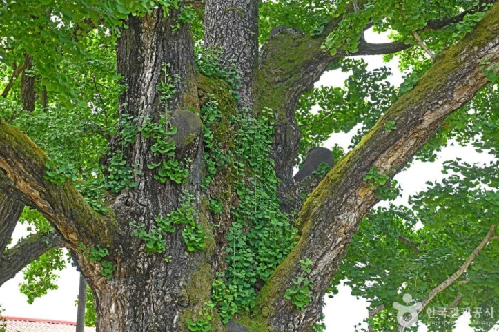 괴산_읍내리_은행나무_3_공공3유형.JPG