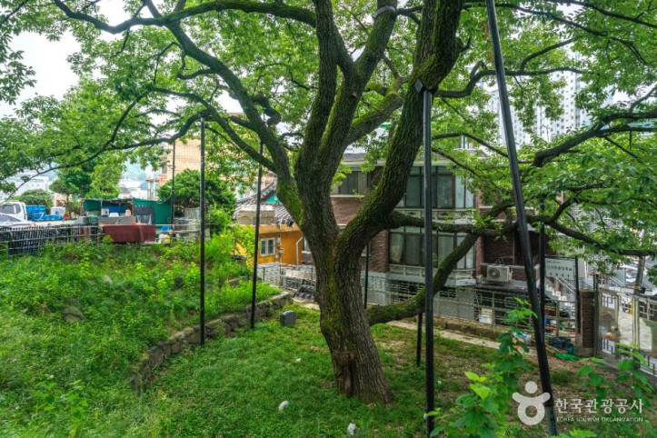 서울_신림동_굴참나무_3_공공1유형.JPG