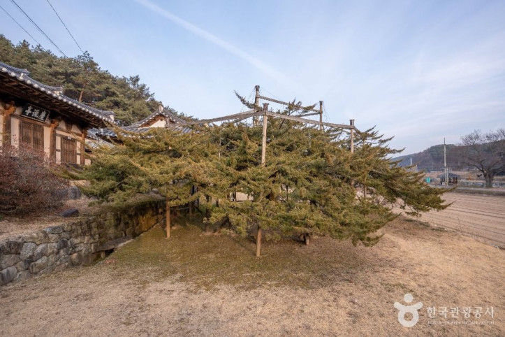 안동_주하리_뚝향나무_1_공공1유형.jpg