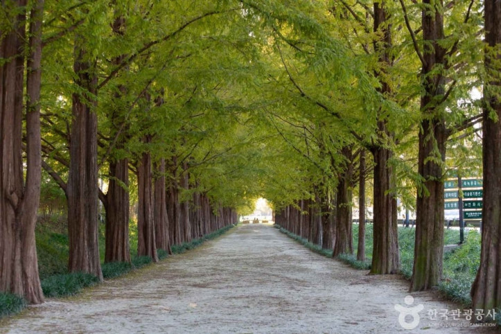 담양_메타세쿼이아길_5_공공3유형.jpg