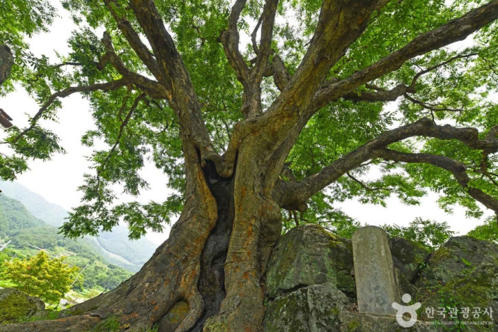 괴산_오가리_느티나무_5_공공3유형.JPG