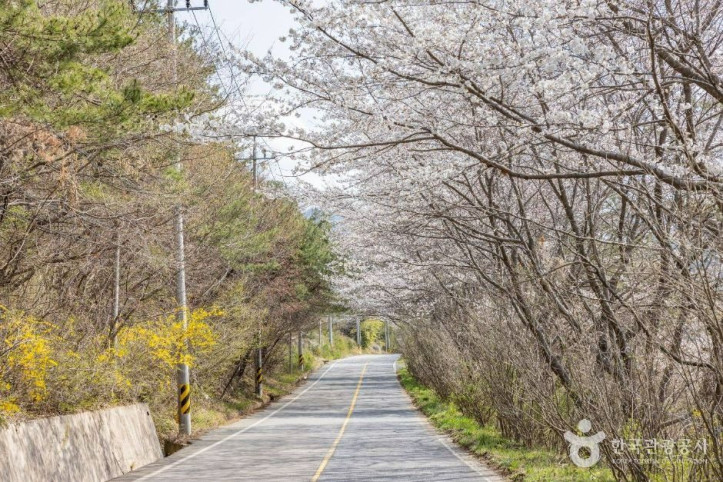 낙안읍성_벚꽃길_5_공공1유형.jpg